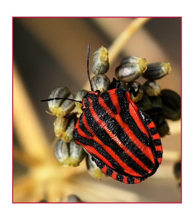 Streifenwanze - Graphosoma lineatum