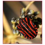 Streifenwanze - Graphosoma lineatum