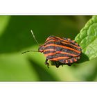 Streifenwanze (Graphosoma lineatum)