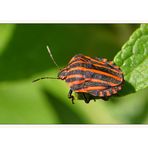 Streifenwanze (Graphosoma lineatum)