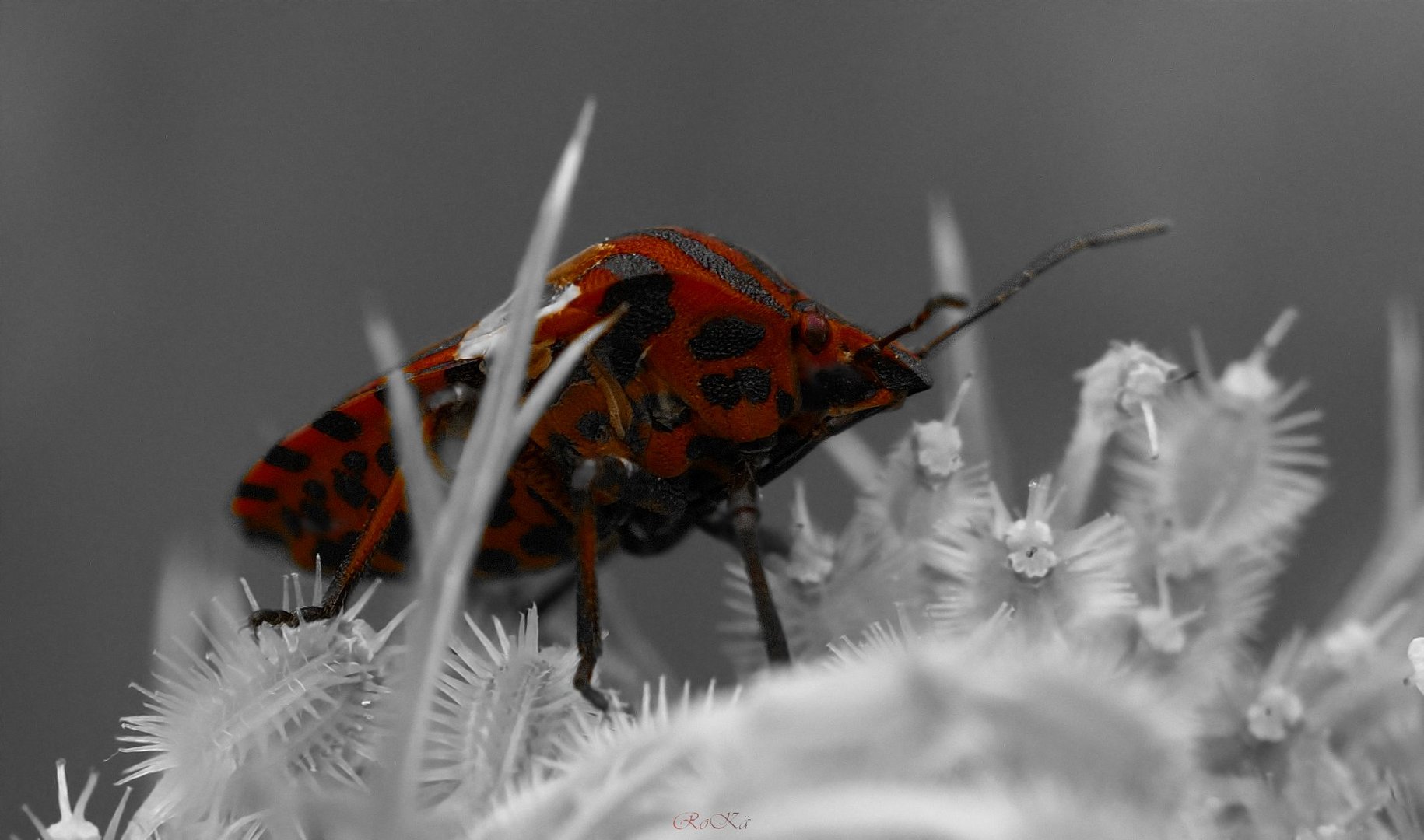 Streifenwanze - Graphosoma lineatum