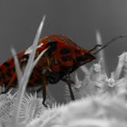 Streifenwanze - Graphosoma lineatum