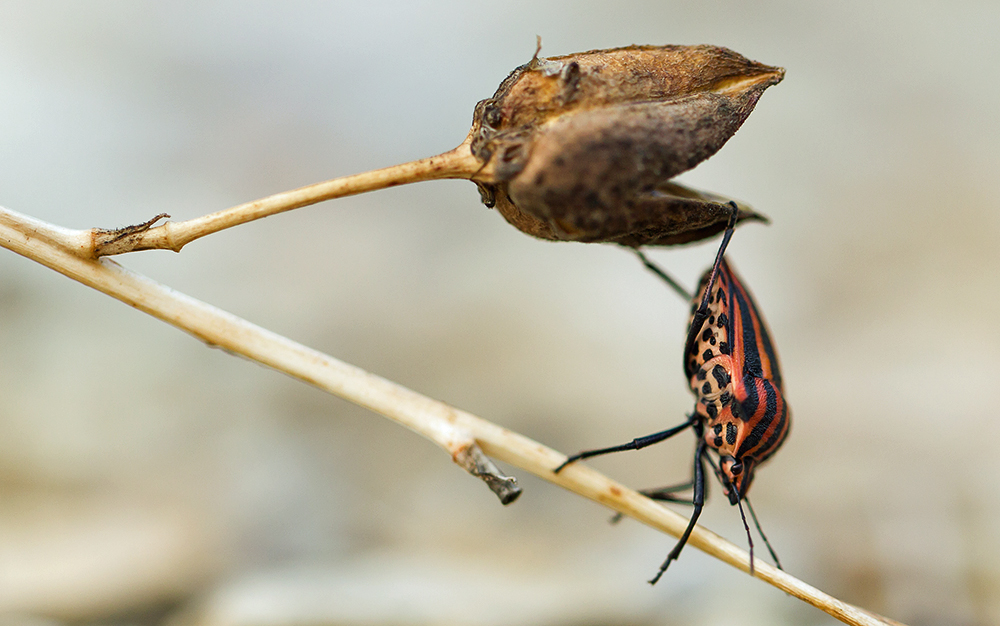 Streifenwanze (Graphosoma lineatum)