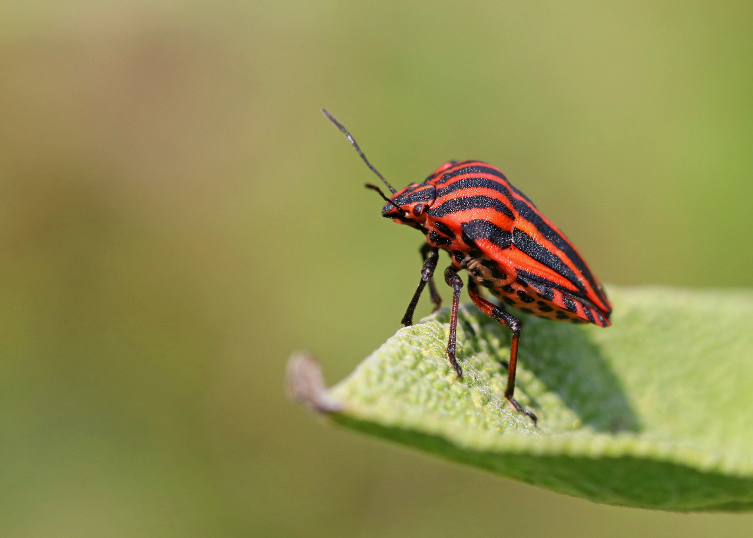 Streifenwanze (Graphosoma lineatum)