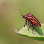 Streifenwanze (Graphosoma lineatum)