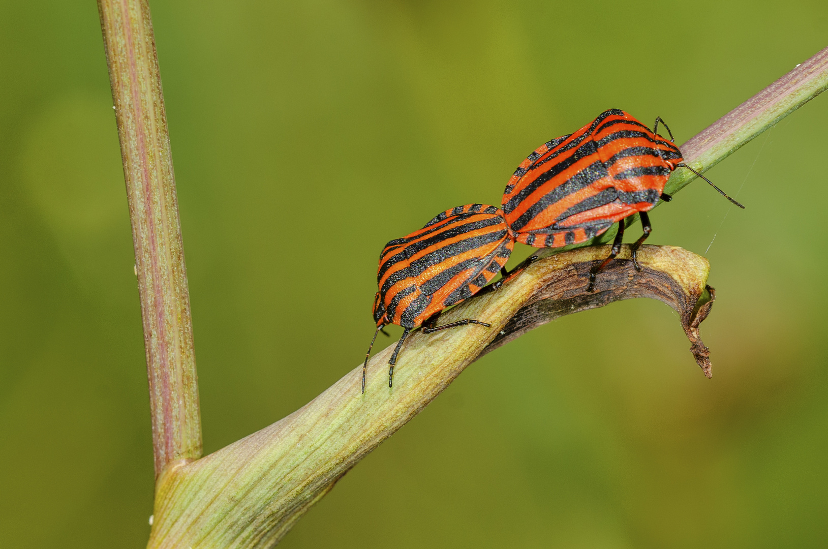 Streifenwanze (Graphosoma lineatum)