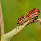 Streifenwanze (Graphosoma lineatum)