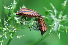 Streifenwanze (Graphosoma lineatum)