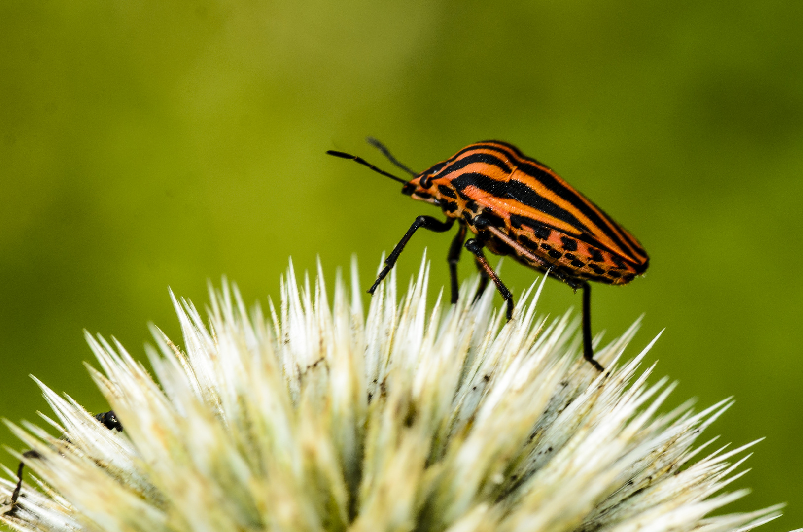 Streifenwanze (Graphosoma lineatum)