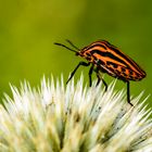 Streifenwanze (Graphosoma lineatum)