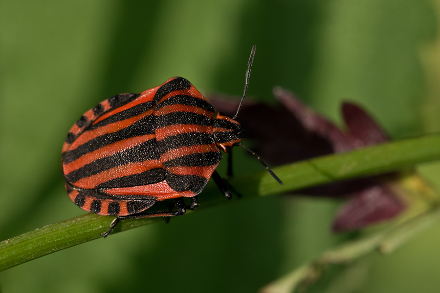 Streifenwanze (Graphosoma lineatum)