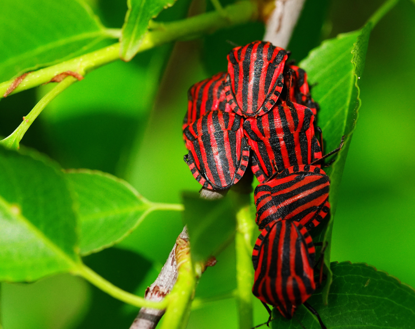 Streifenwanze (Graphosoma lineatum)