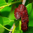 Streifenwanze (Graphosoma lineatum)