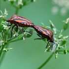 Streifenwanze (Graphosoma lineatum)