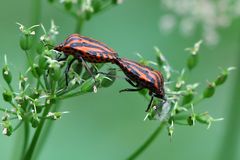 Streifenwanze (Graphosoma lineatum)