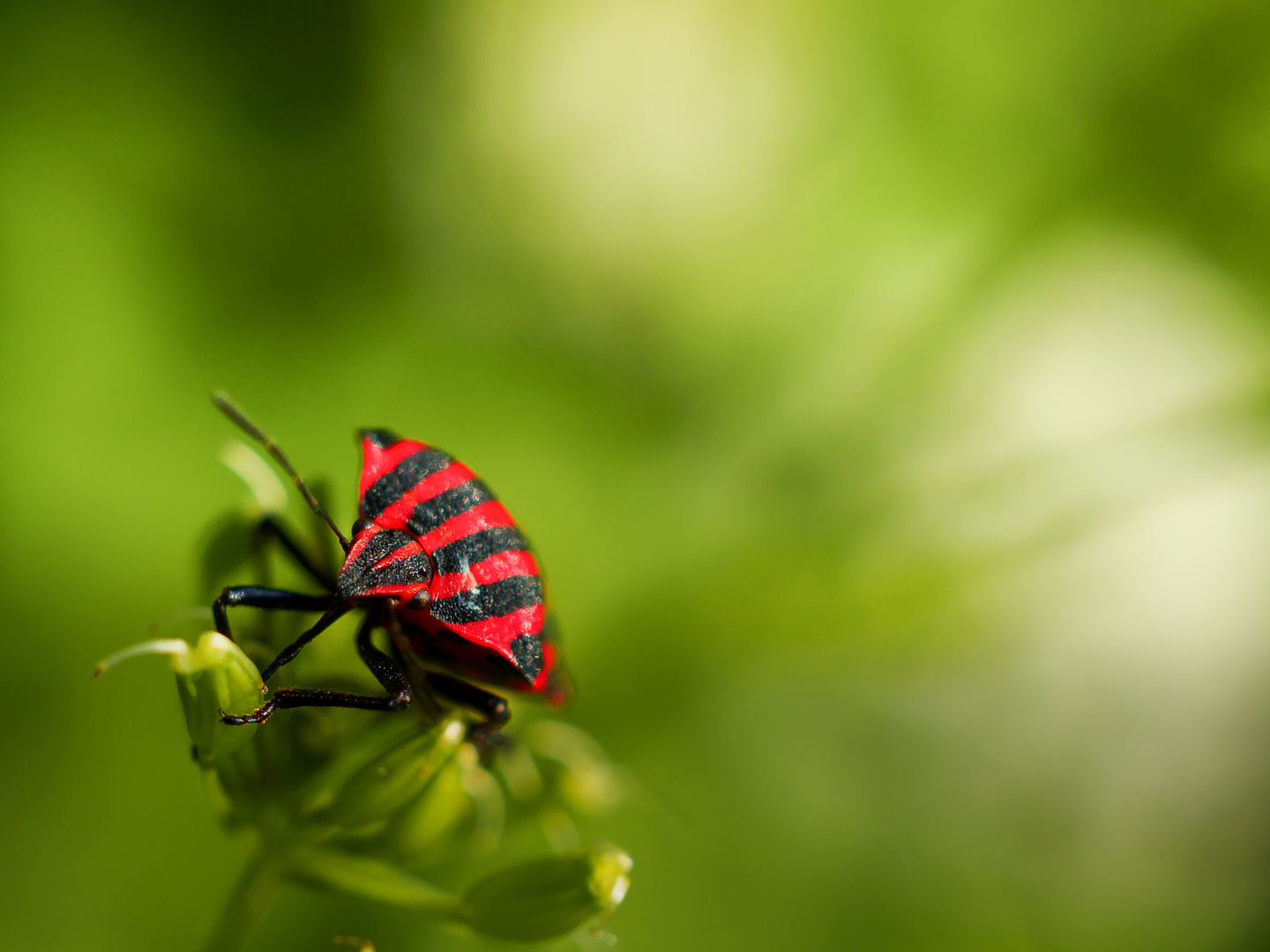 Streifenwanze (Graphosoma lineatum)