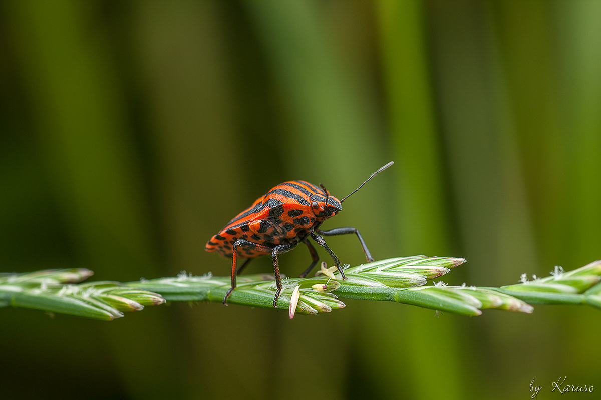 Streifenwanze (Graphosoma lineatum)