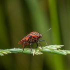 Streifenwanze (Graphosoma lineatum)