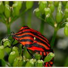 Streifenwanze (Graphosoma lineatum)