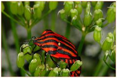 Streifenwanze (Graphosoma lineatum)