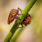 Streifenwanze (Graphosoma lineatum)