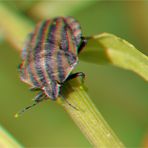 _ Streifenwanze - Graphosoma lineatum _