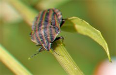 _ Streifenwanze - Graphosoma lineatum _