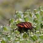 Streifenwanze (Graphosoma lineatum).