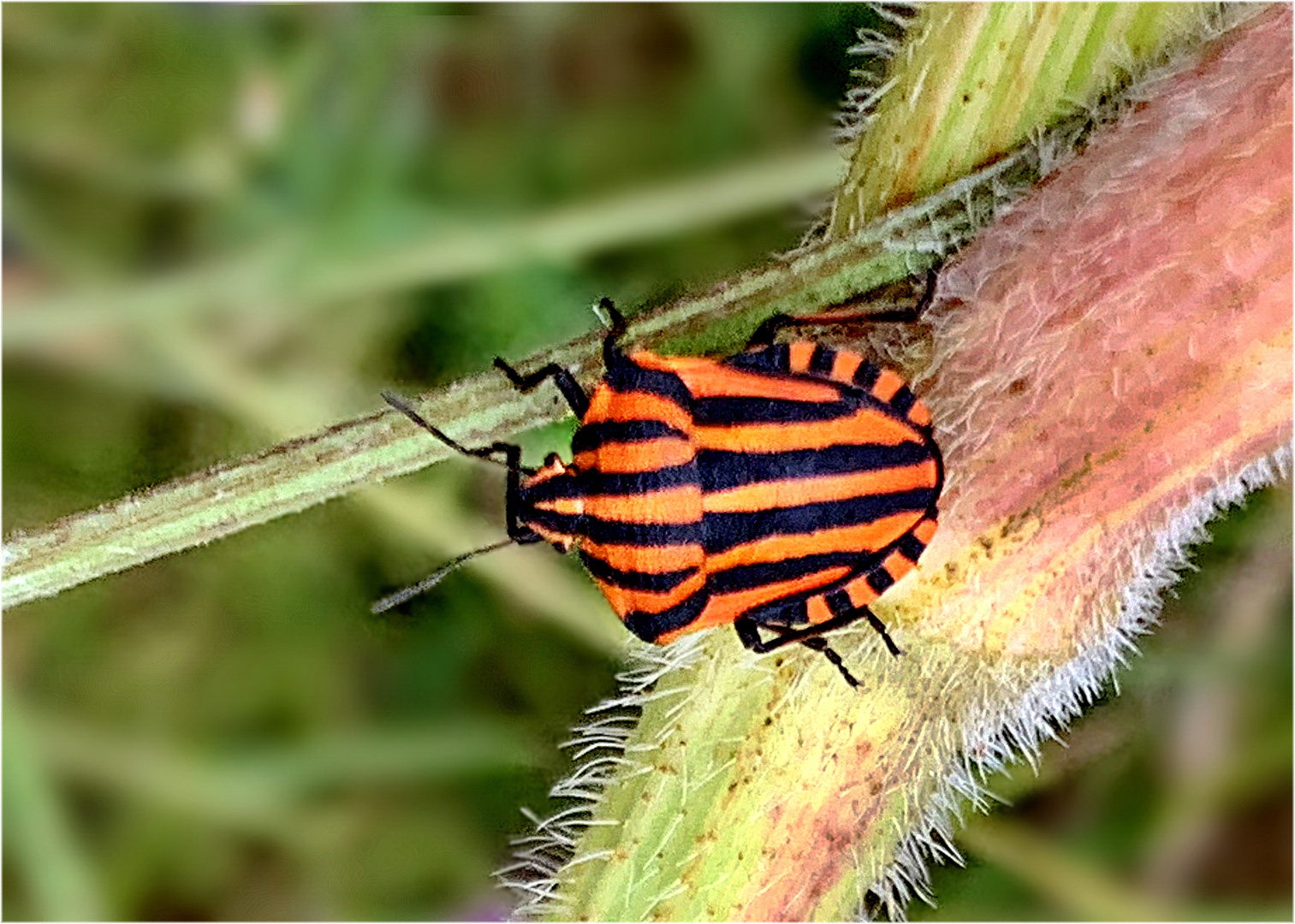 Streifenwanze (Graphosoma lineatum)