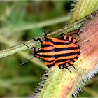 Streifenwanze (Graphosoma lineatum)