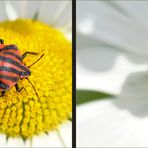 _ Streifenwanze - Graphosoma lineatum _