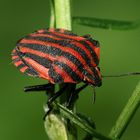 Streifenwanze - Graphosoma lineatum