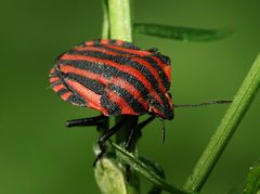 Streifenwanze - Graphosoma lineatum