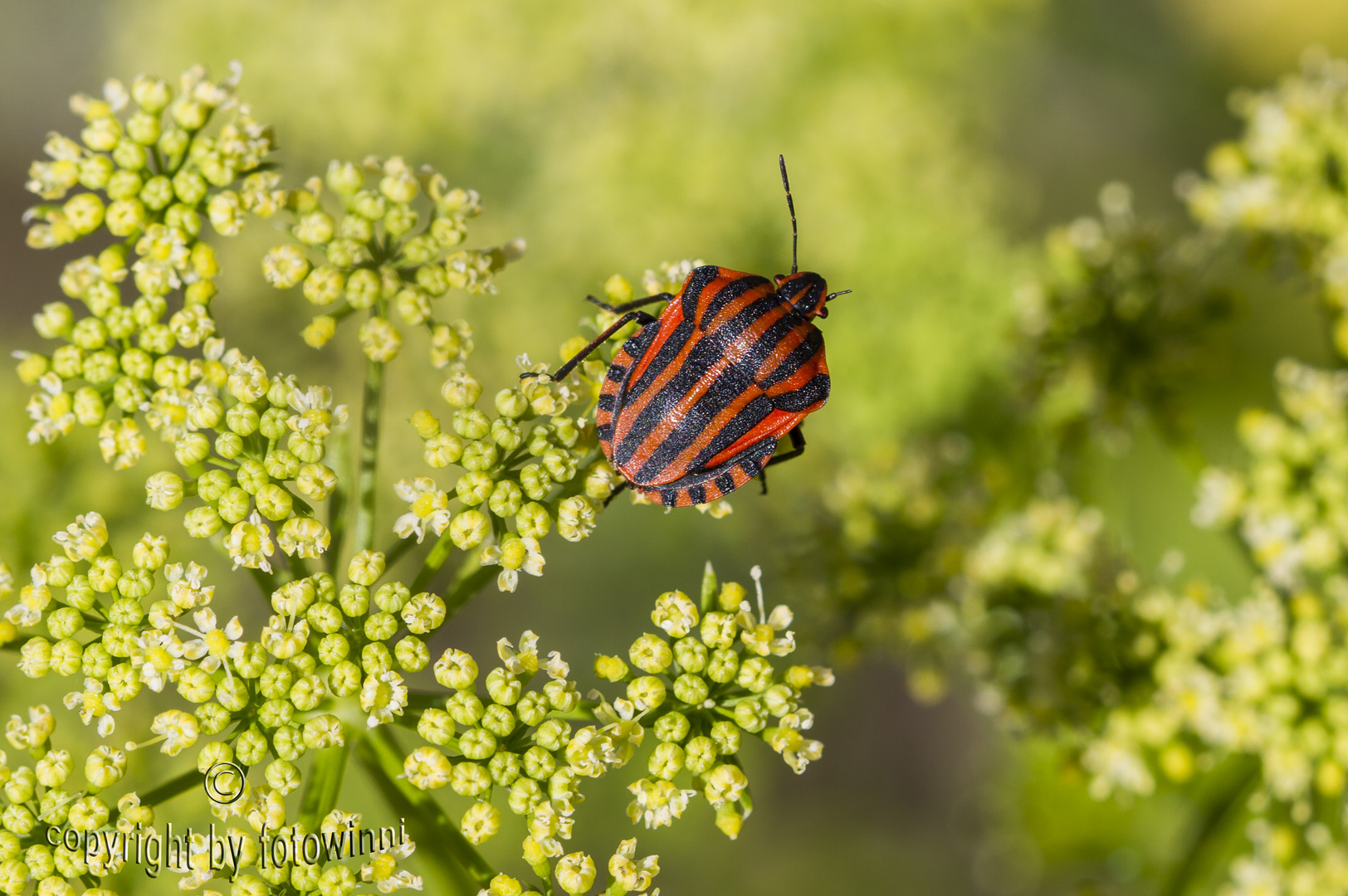 Streifenwanze (Graphosoma lineatum) an Petersilienblüte