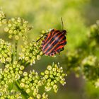 Streifenwanze (Graphosoma lineatum) an Petersilienblüte