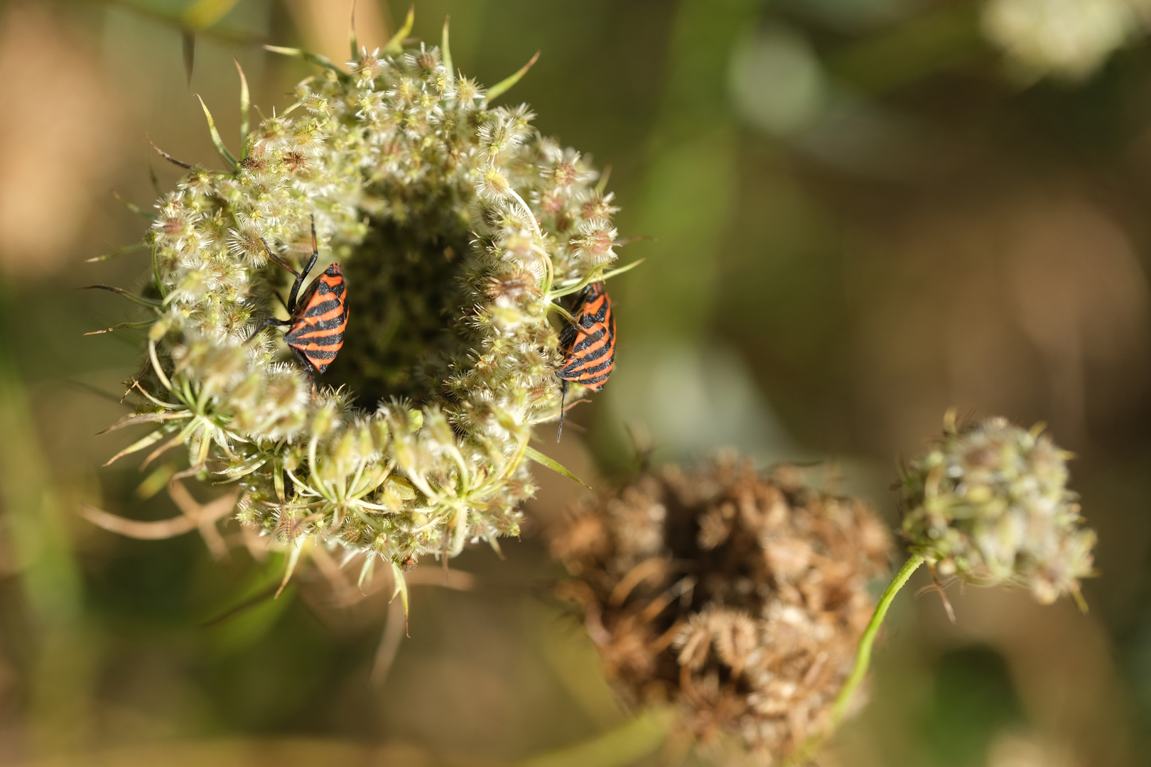 Streifenwanze (Graphosoma lineatum) auf Wilder Möhre (Daucus carota) 