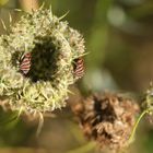 Streifenwanze (Graphosoma lineatum) auf Wilder Möhre (Daucus carota) 