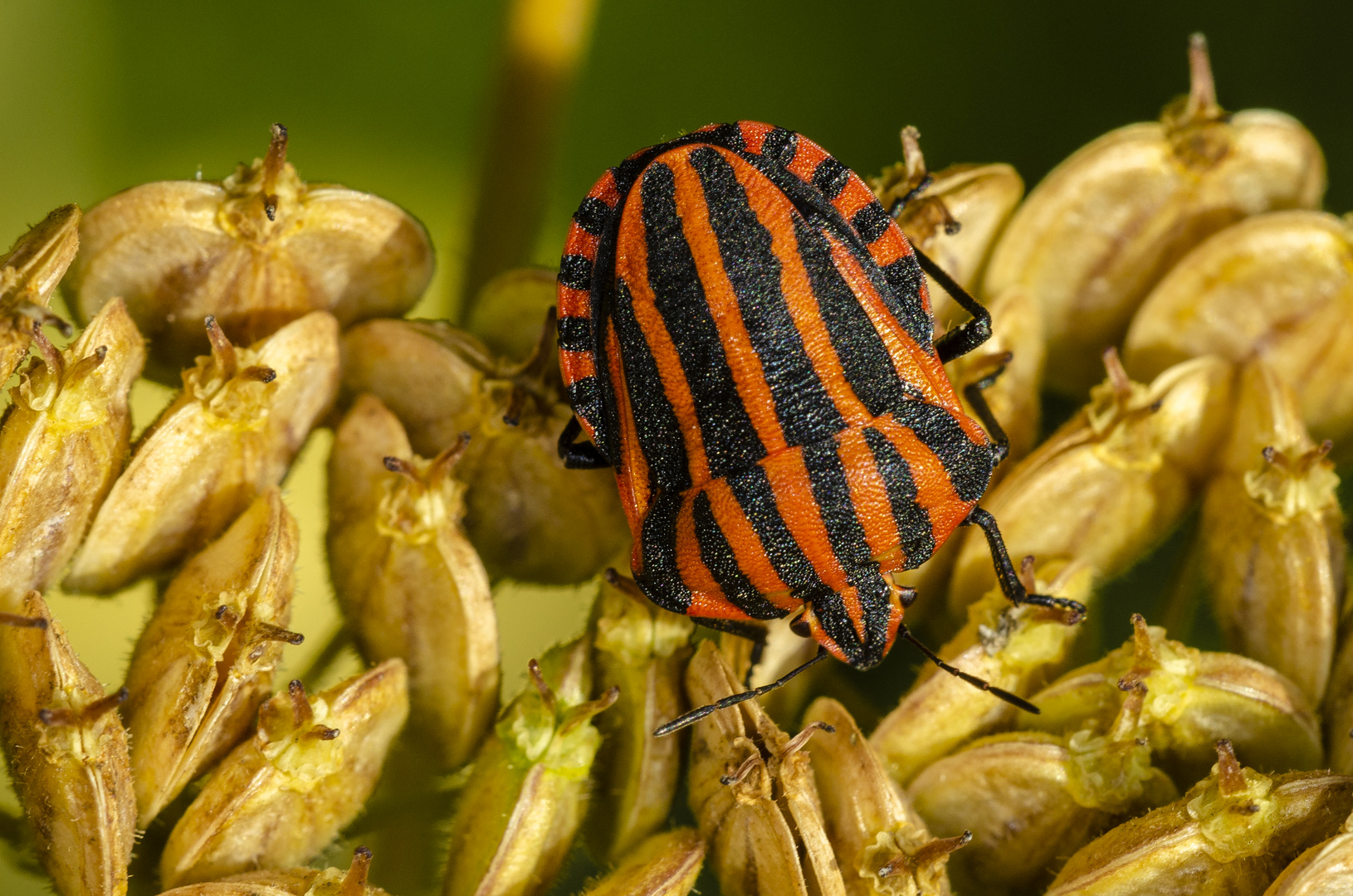 Streifenwanze (Graphosoma lineatum)