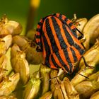 Streifenwanze (Graphosoma lineatum)