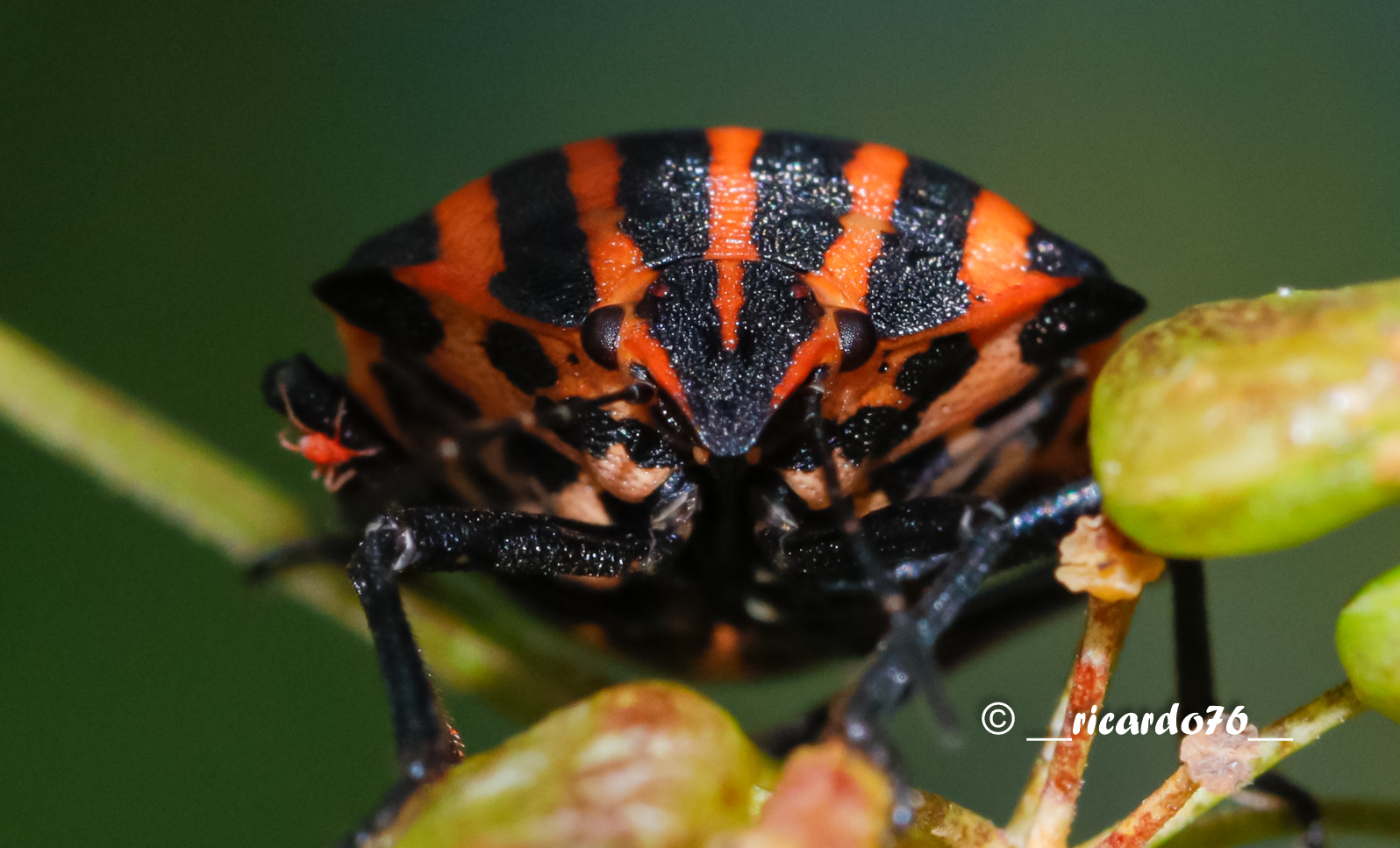 Streifenwanze (Graphosoma lineatum)