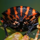 Streifenwanze (Graphosoma lineatum)