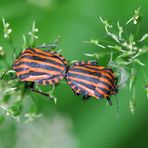 Streifenwanze (Graphosoma lineatum) Copula