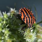 Streifenwanze, Graphosoma lineatum