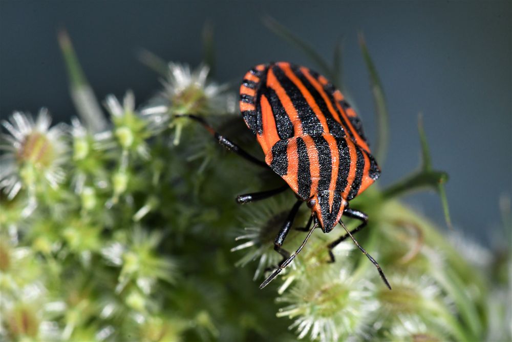 Streifenwanze, Graphosoma lineatum