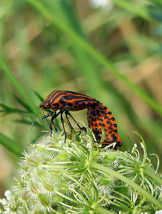 Streifenwanze - Graphosoma lineatum