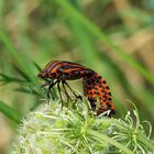 Streifenwanze - Graphosoma lineatum