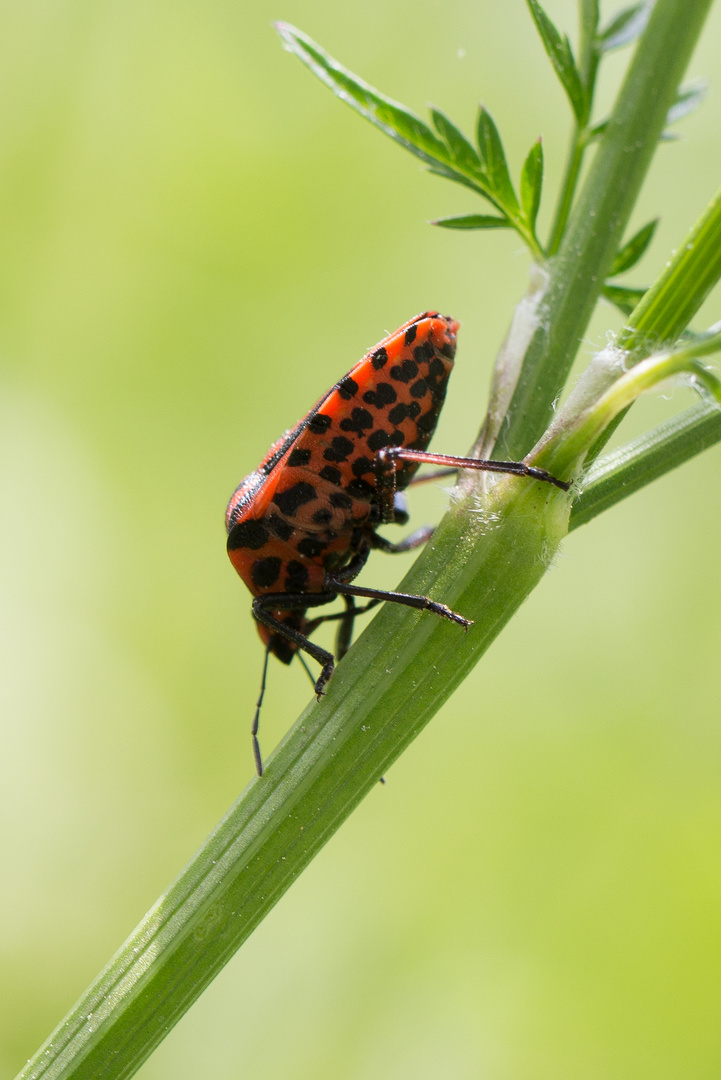 Streifenwanze (Graphosoma lineatum)