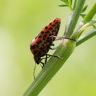 Streifenwanze (Graphosoma lineatum)