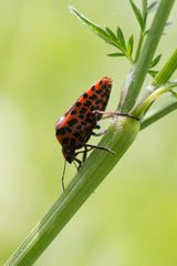 Streifenwanze (Graphosoma lineatum)