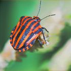 Streifenwanze (Graphosoma lineatum)